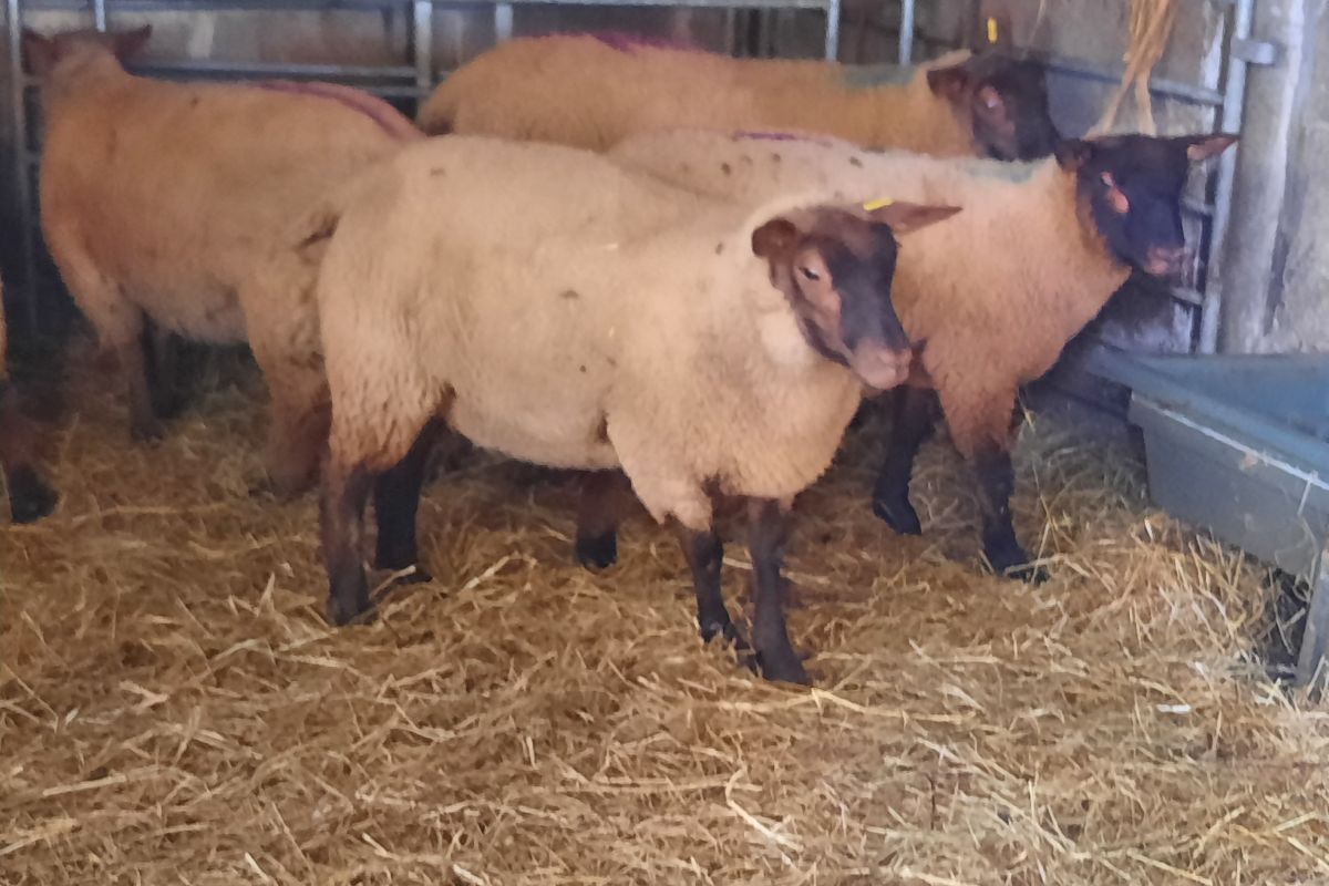 Béliers et agnelles roussins