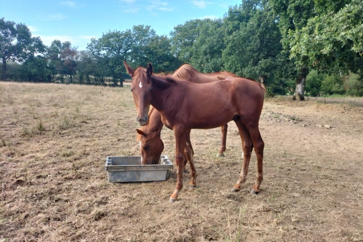 Foal trotteur