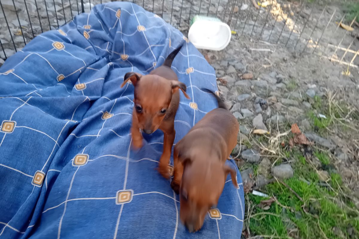 Chiot apparence pinscher nain 