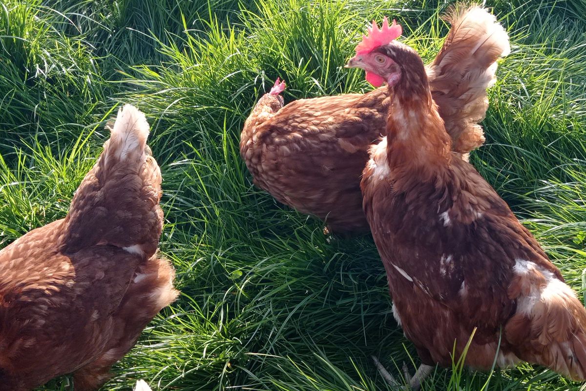 Vends poules pondeuses bio