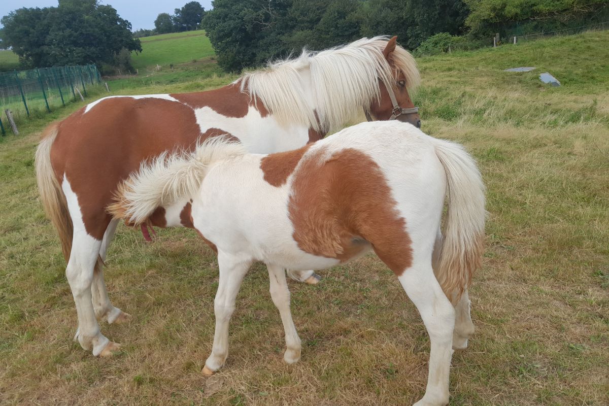 Poney de l'année