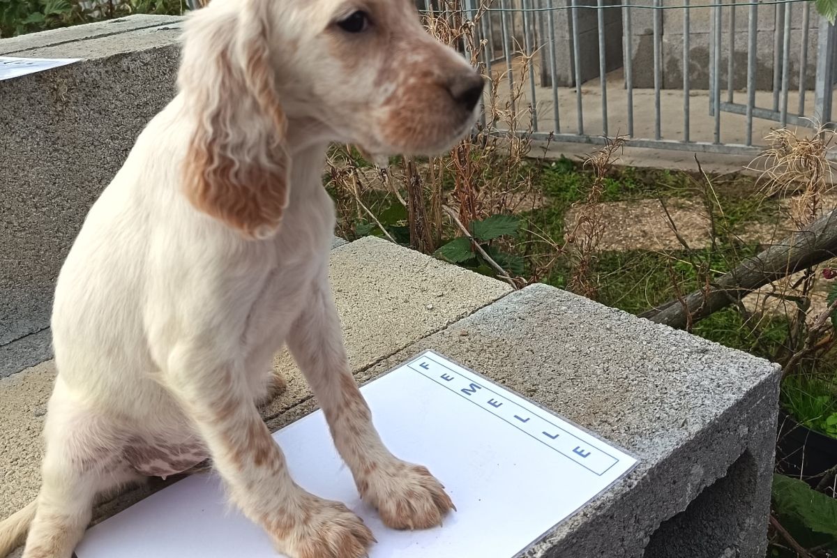 Chiots apparence setter anglais