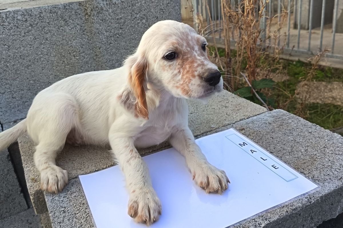 Photo 2 Chiots apparence setter anglais