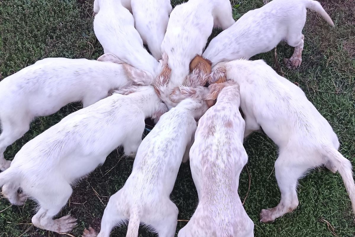 Photo 3 Chiots apparence setter anglais