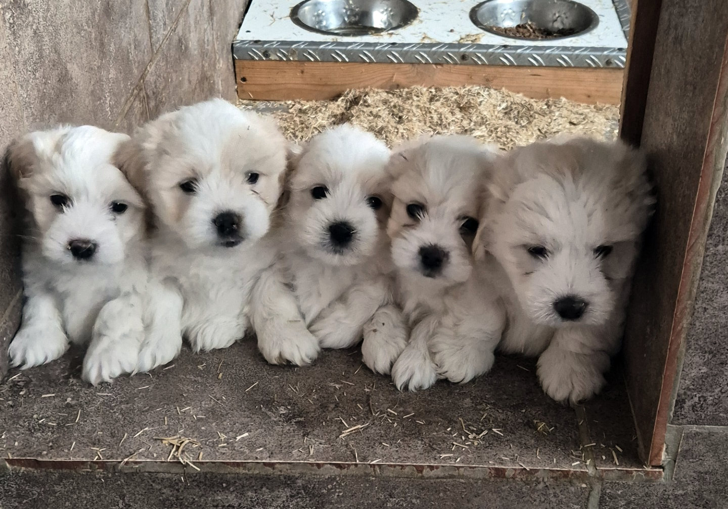Apparence coton de tulear