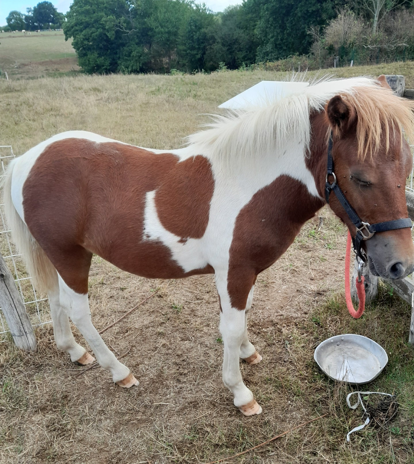 Beau poney