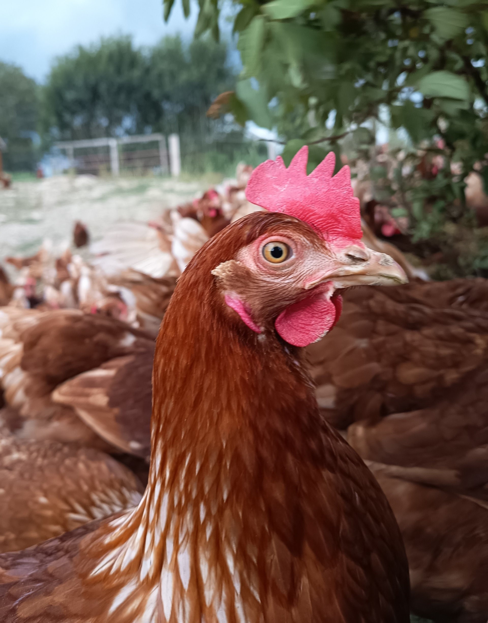 Poules pondeuses