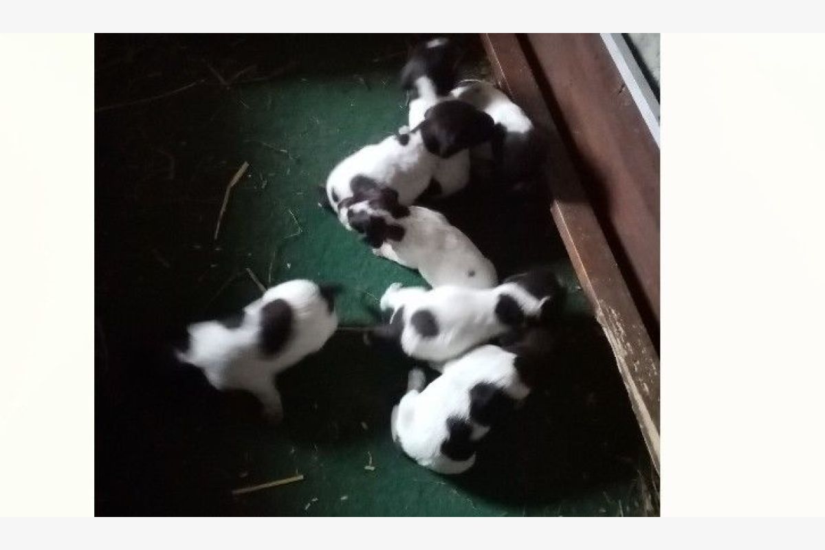 7 chiots Korthals