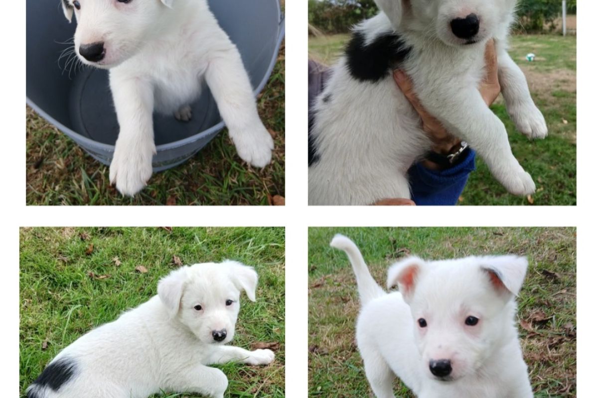 A vendre chiots race border collie non LOF