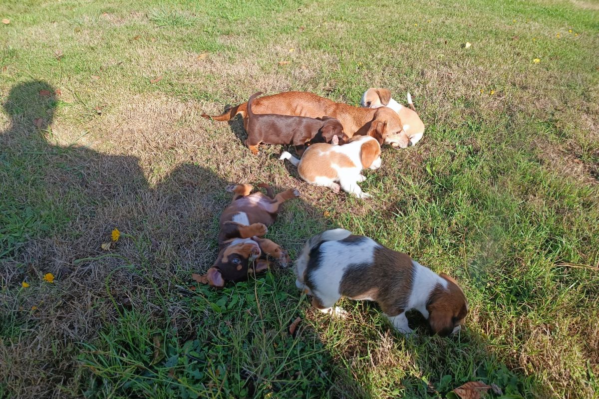 Chiots croisés