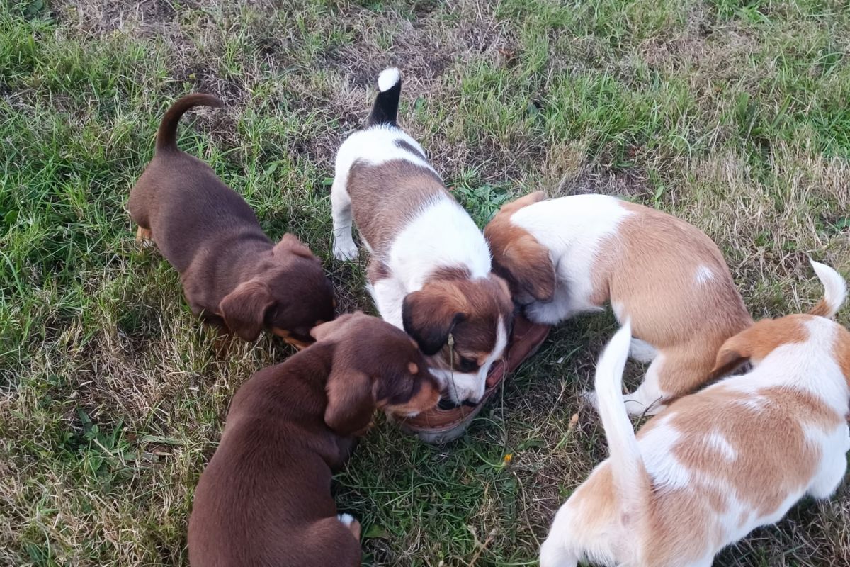 Photo 2 Chiots croisés
