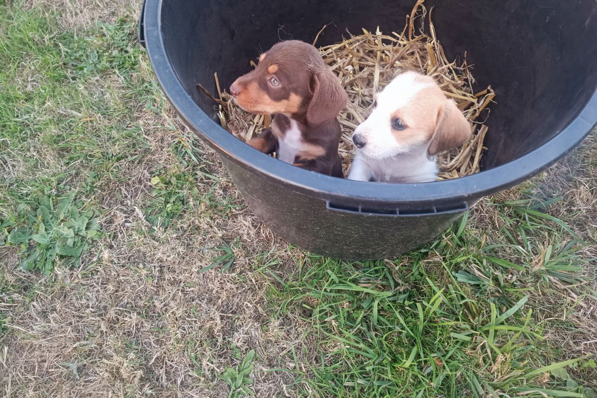 Photo 3 Chiots croisés