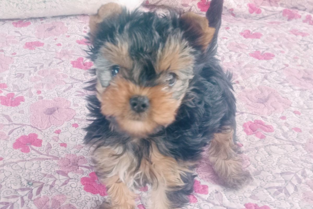 Chiot apparence yorkshire