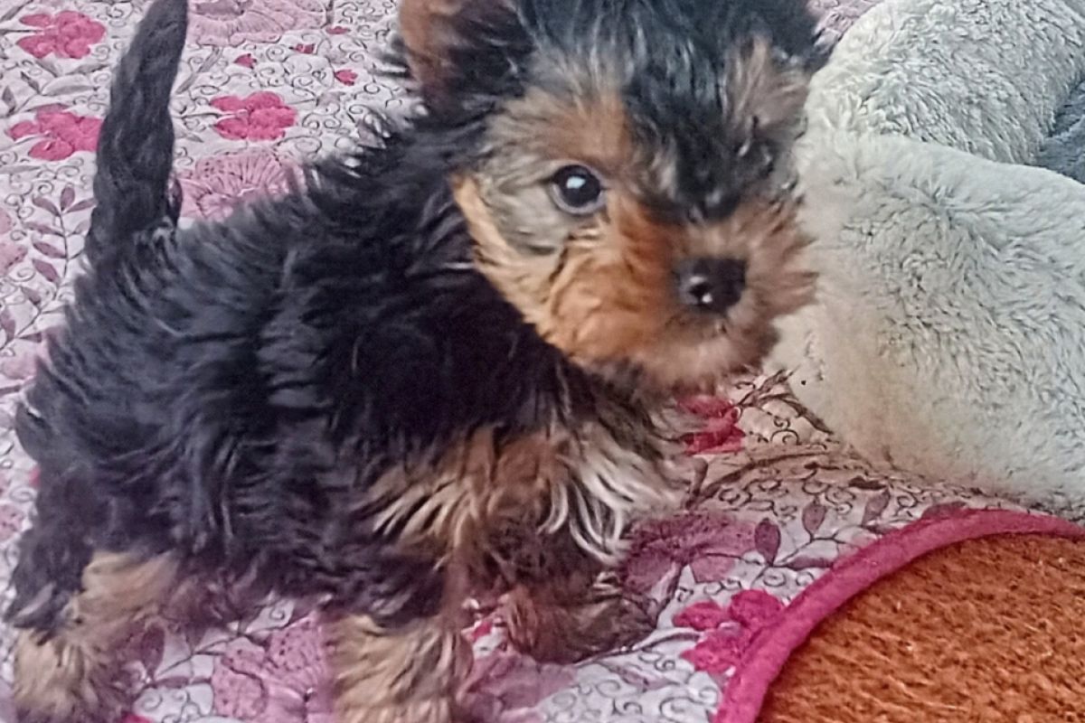Photo 3 Chiot apparence yorkshire