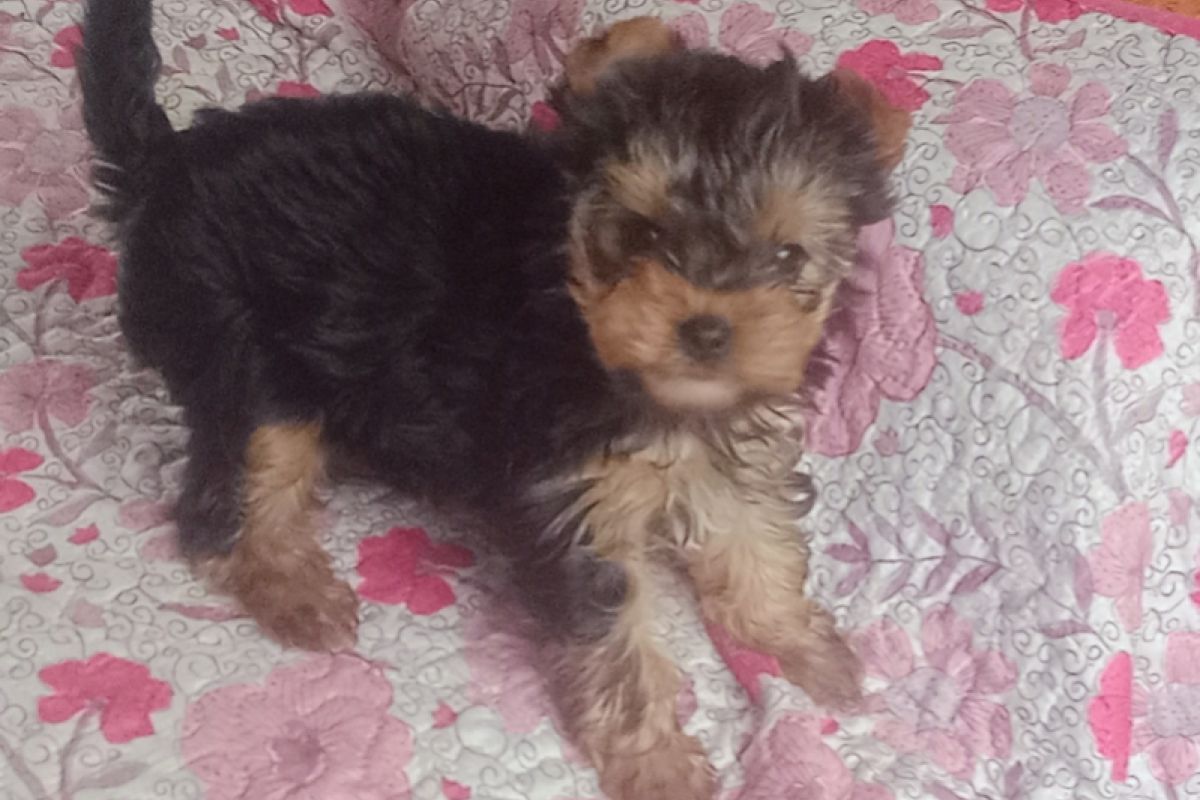 Photo 2 Chiot apparence yorkshire