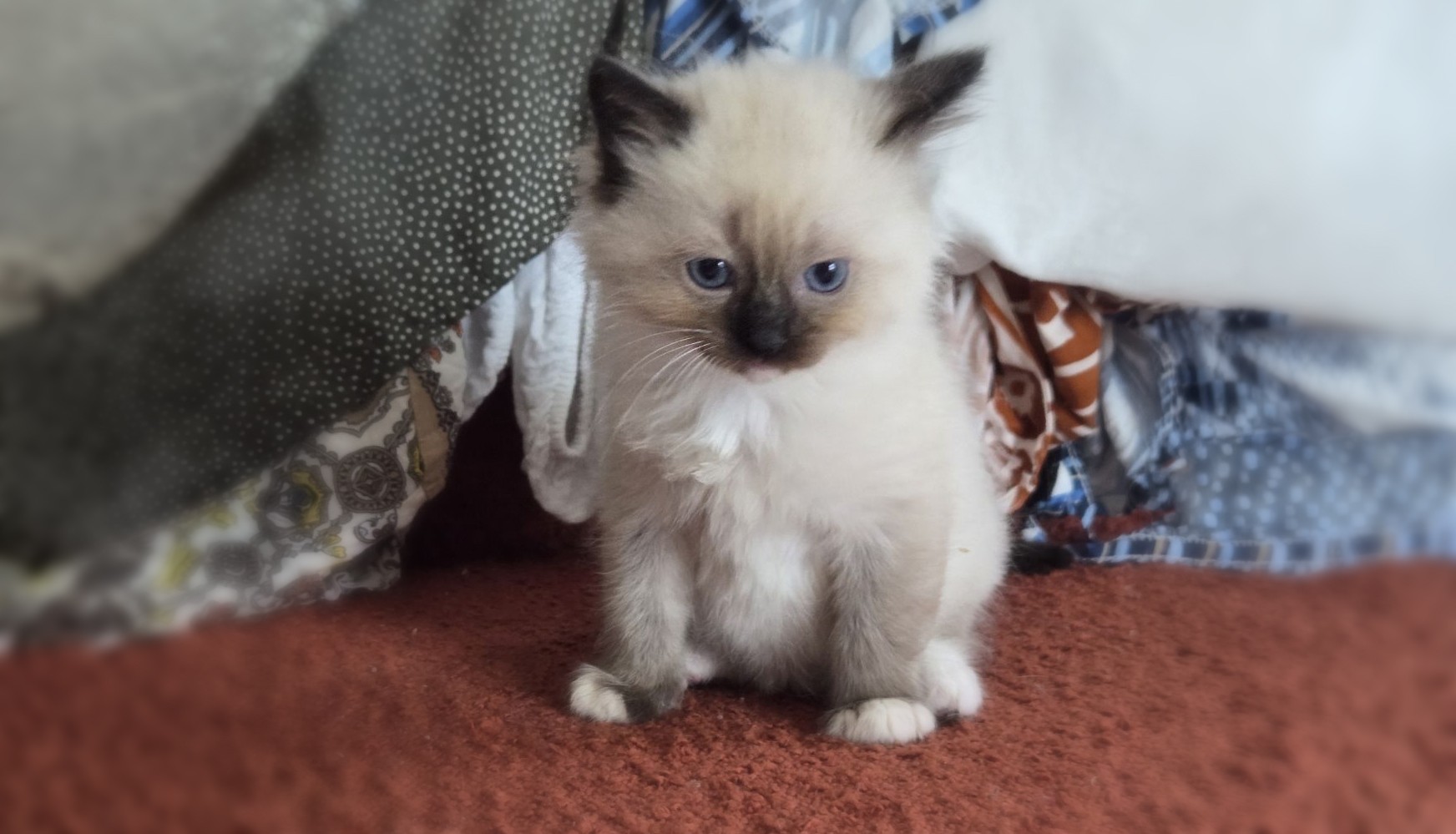 Apparence ragdoll