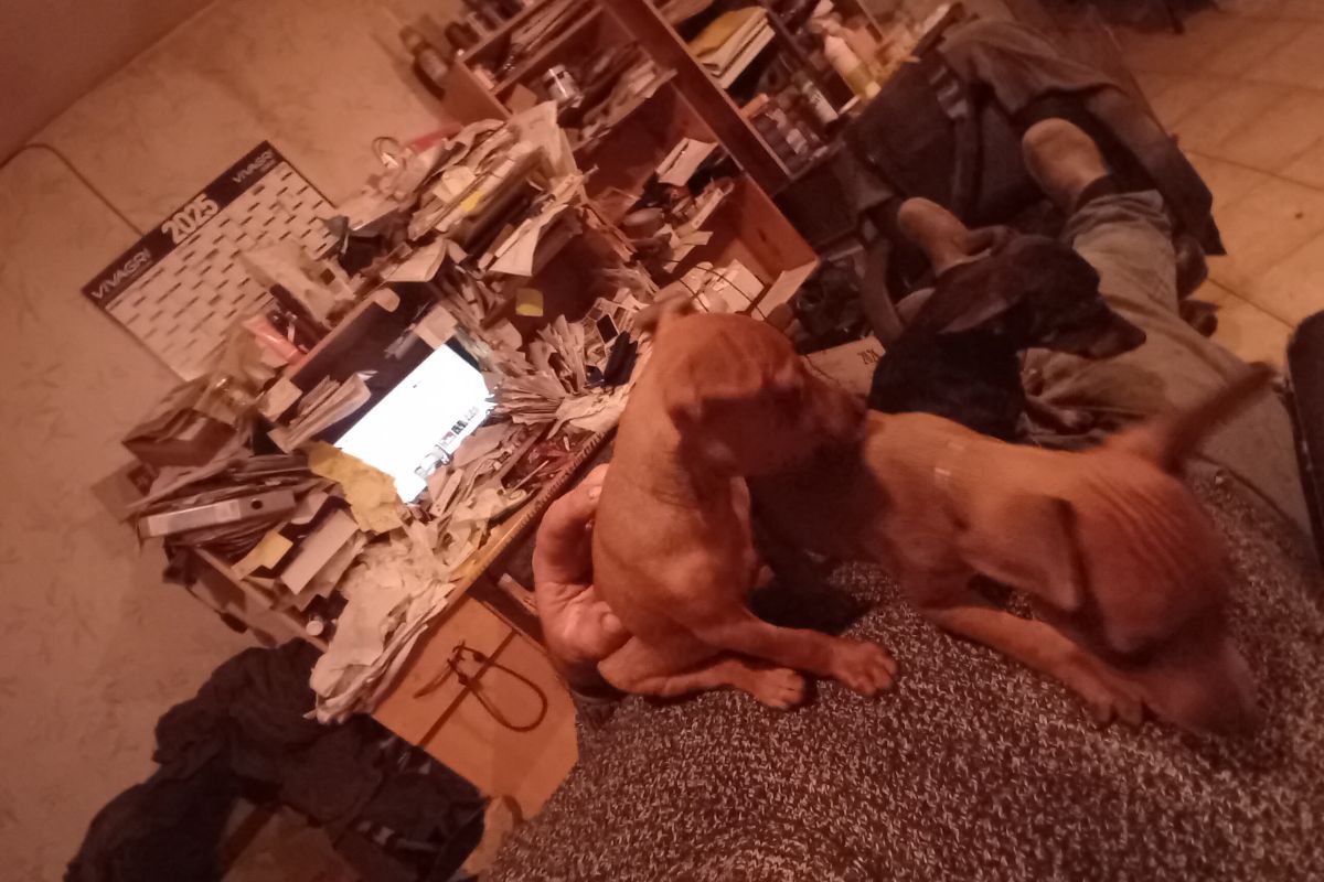 Photo 2 chiot pinscher nain 