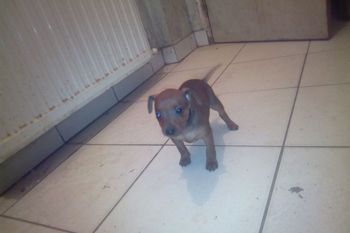 Photo 3 chiot pinscher nain 