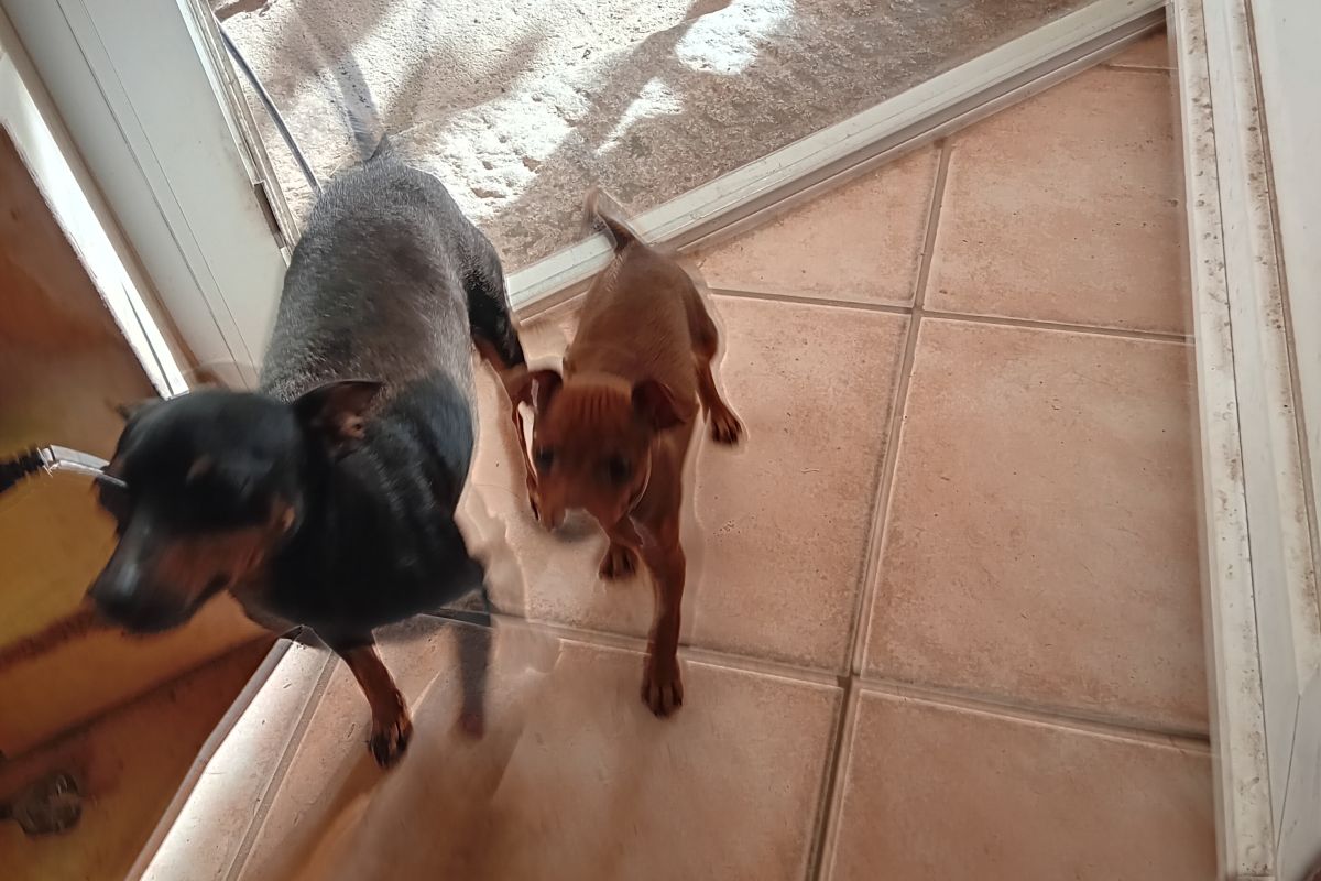 chiot pinscher nain 