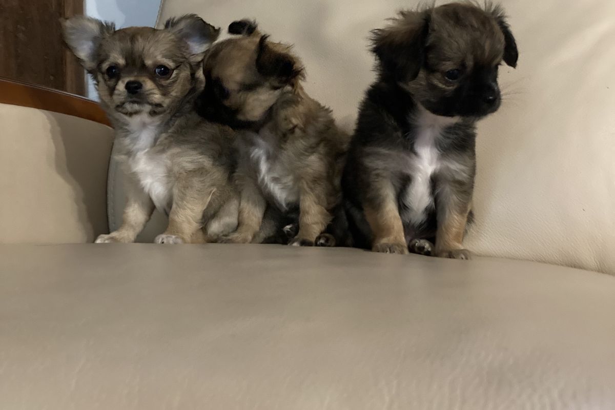 Photo 2 Chiots apparence chihuahua