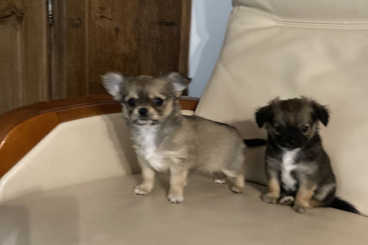 Photo 3 Chiots apparence chihuahua