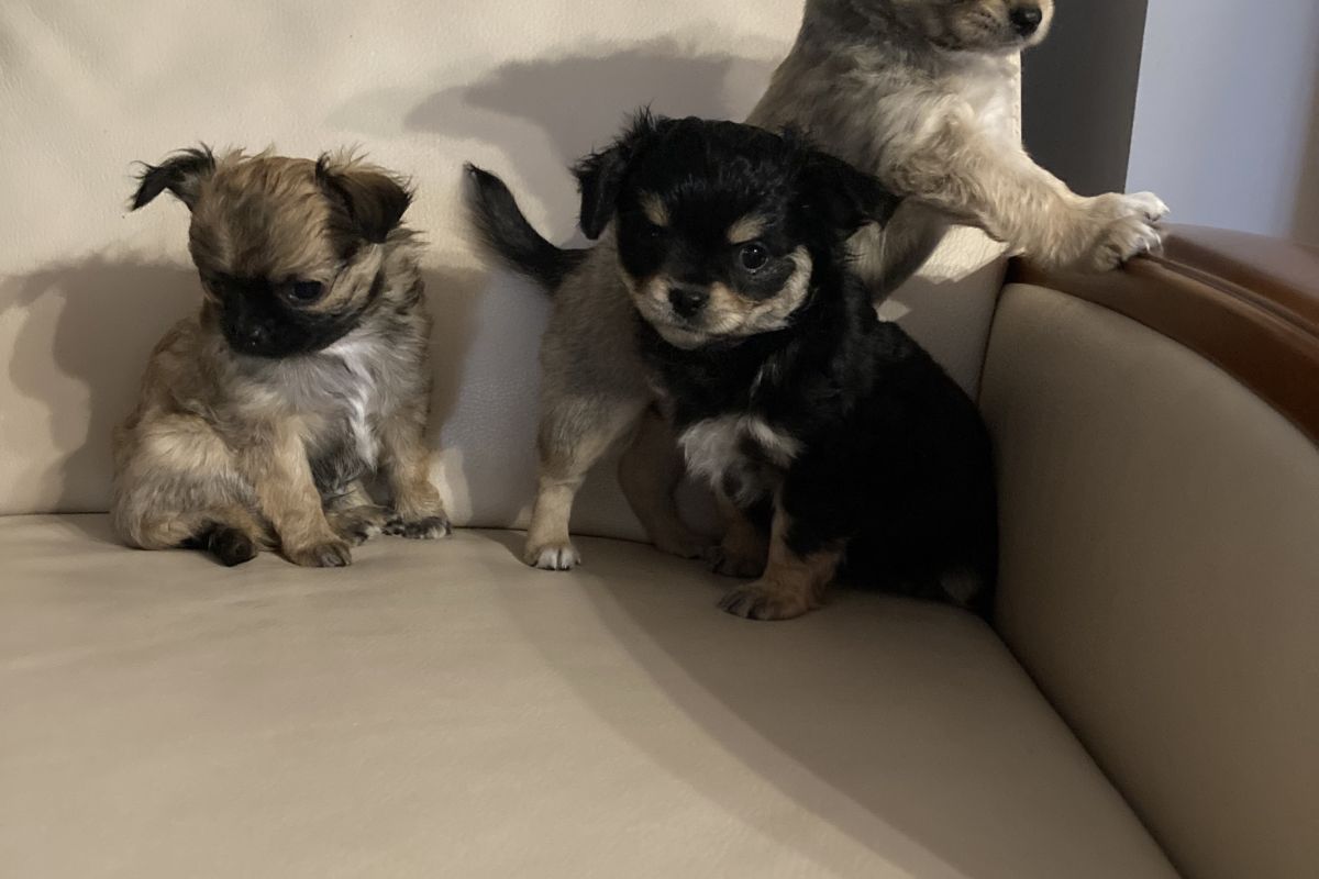 Chiots apparence chihuahua