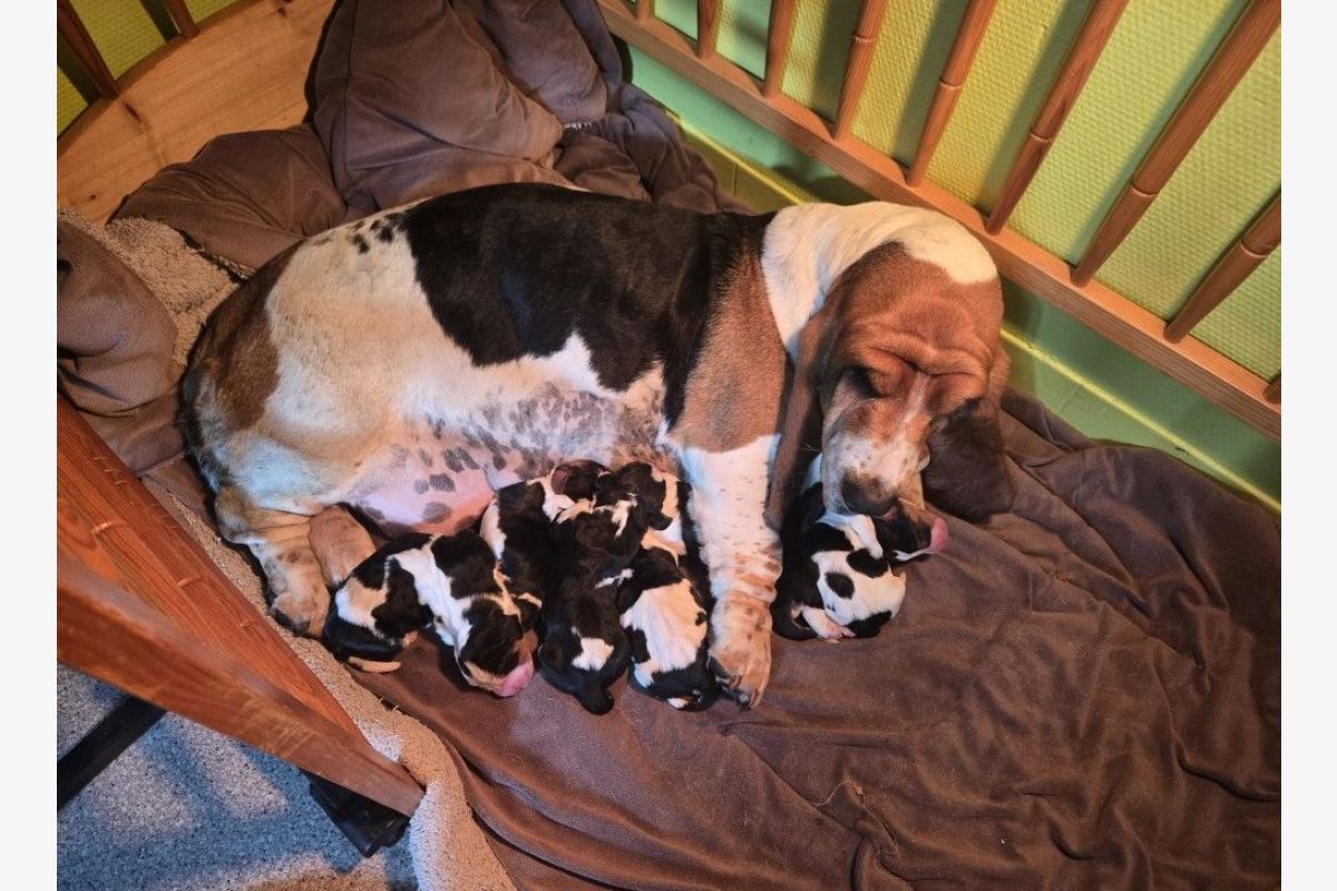 Chiots basset hound