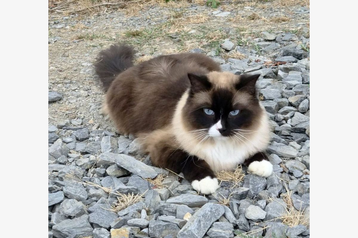 Perdu chat