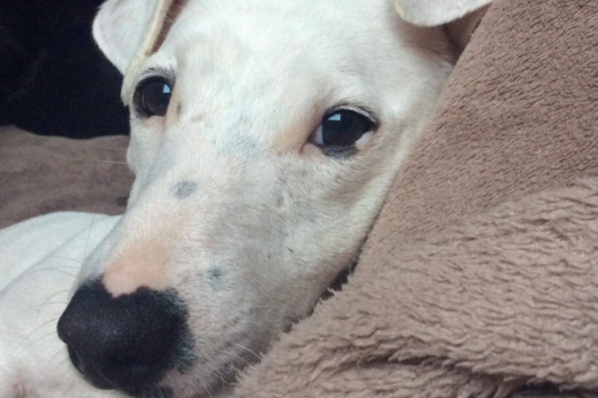 Petit Jack Russell perdu