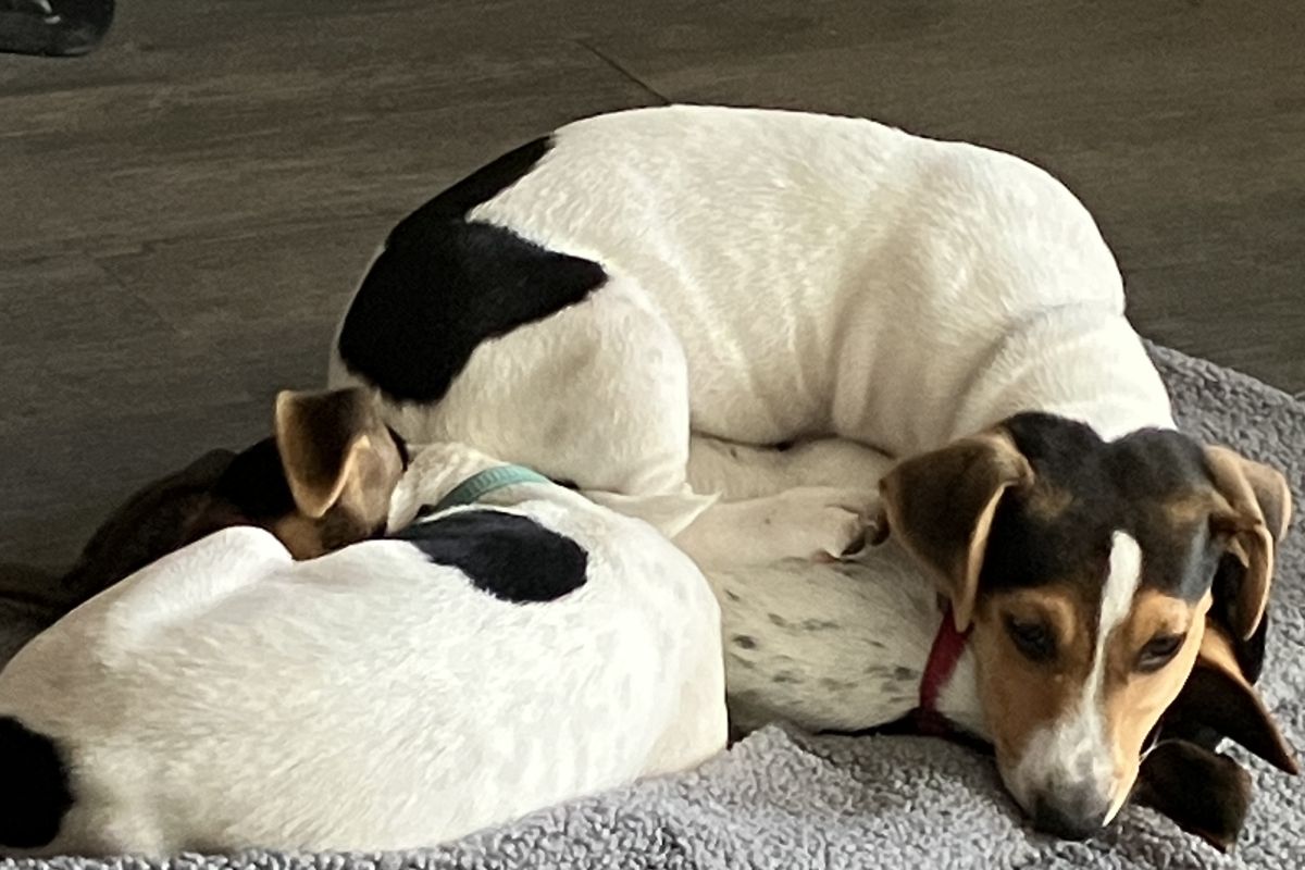 Photo 2 Chiots Jack Russell 