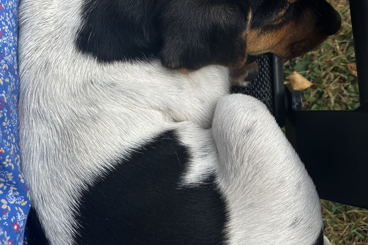 Photo 3 Chiots Jack Russell 