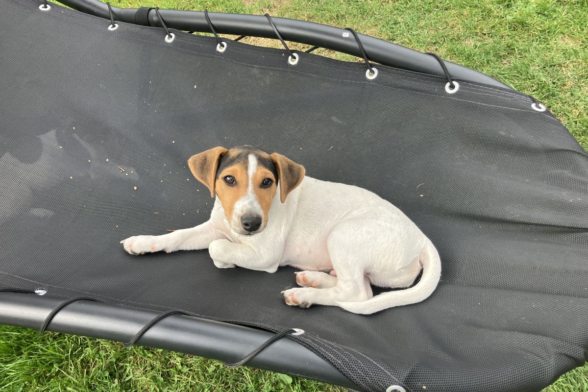 Chiots Jack Russell 