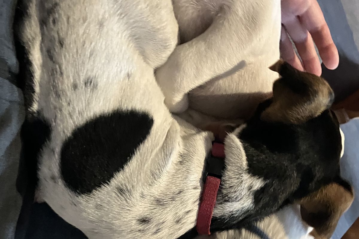 Chiots Jack Russell 