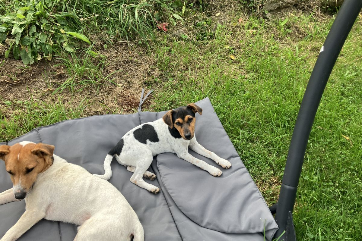 Photo 3 Chiots Jack Russell 