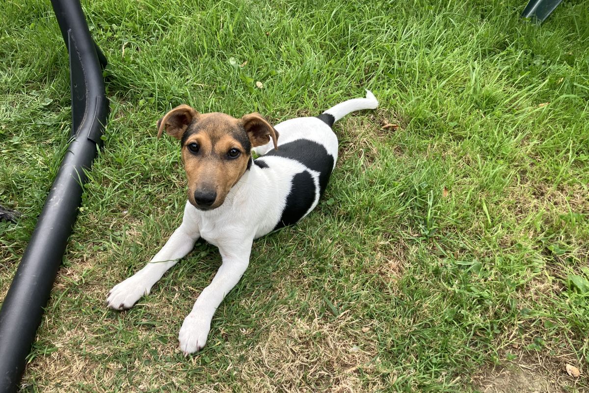 Photo 2 Chiots Jack Russell 