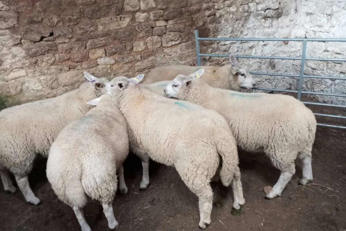 Béliers et agnelles