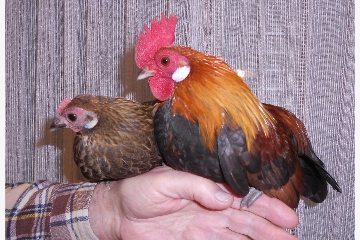 Poules/coqs de compagnie