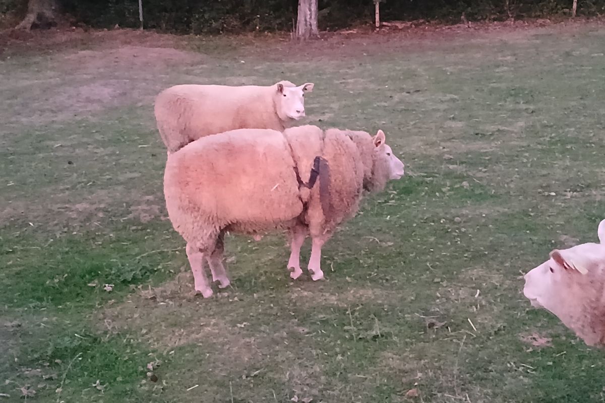 Blin cotentin 