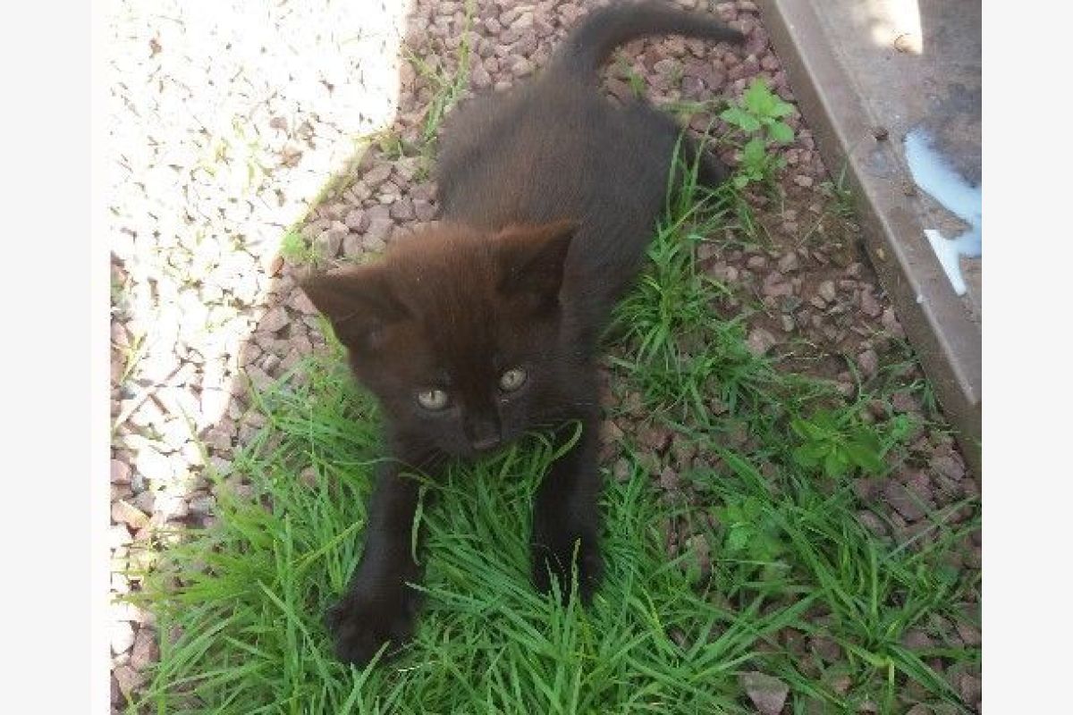 Chaton