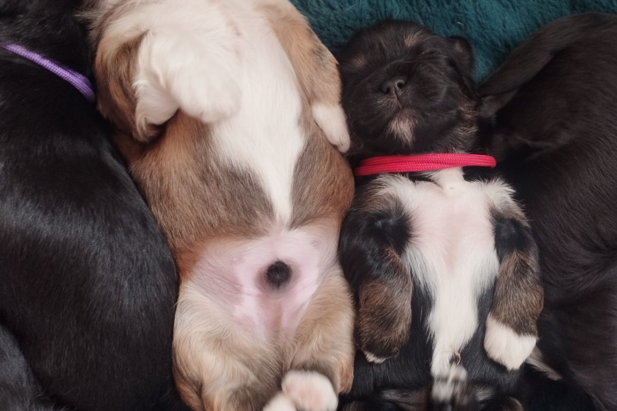 Photo 2 Chiots apparence lhassa apso