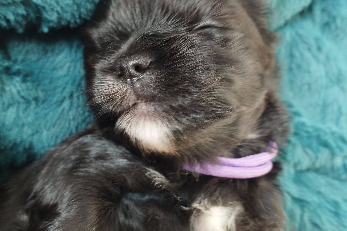 Photo 3 Chiots apparence lhassa apso