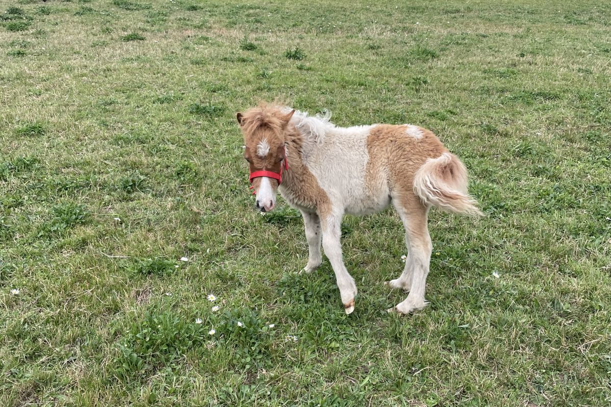 Photo 3 Petit poney de 6 mois 