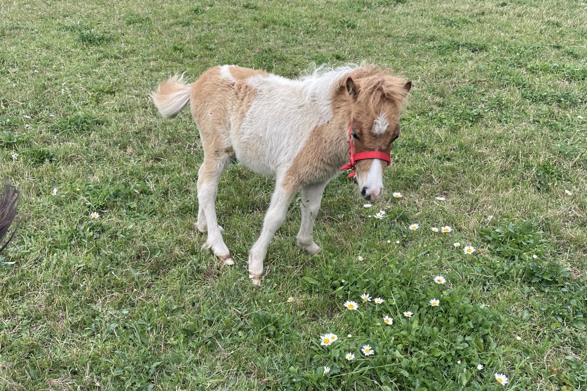 Petit poney de 6 mois 