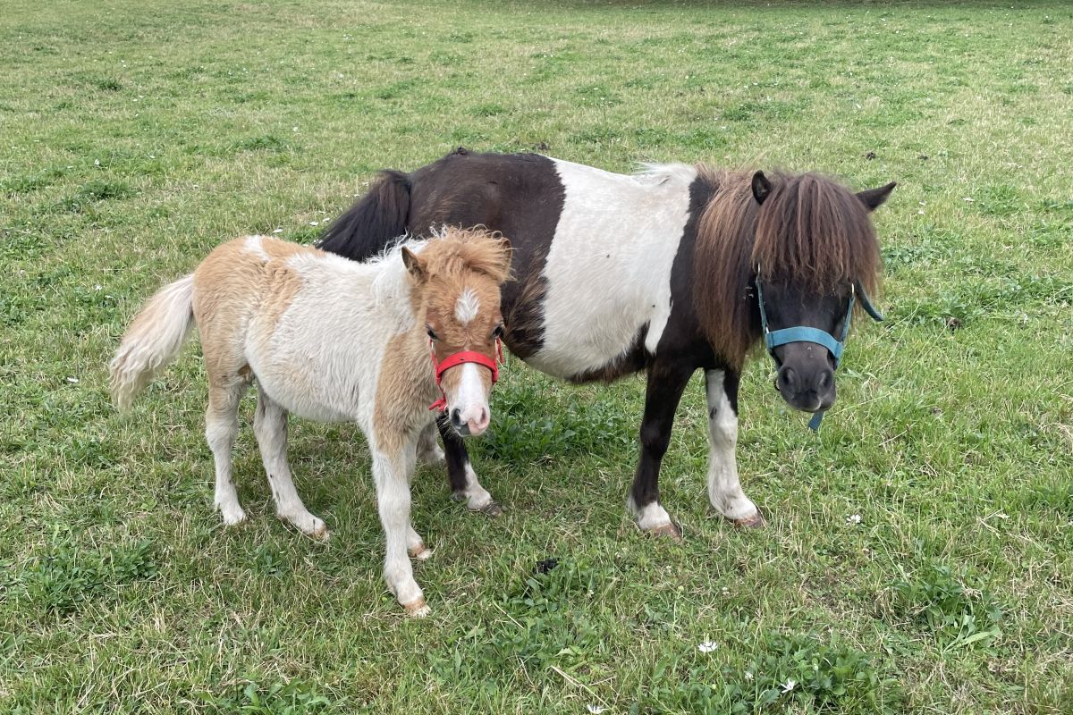 Photo 2 Petit poney de 6 mois 