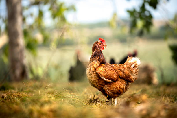 Vend POULETS en promotion 