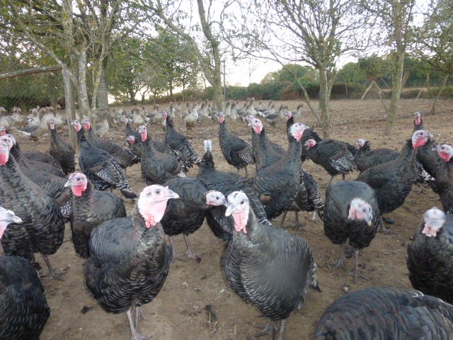 Vend POULETS en promotion  
