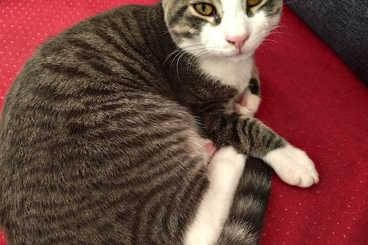 Chaton