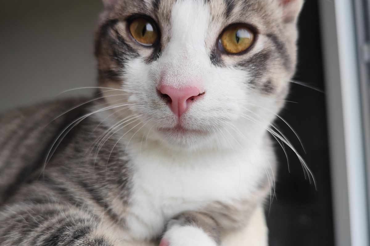 Photo 2 Chaton