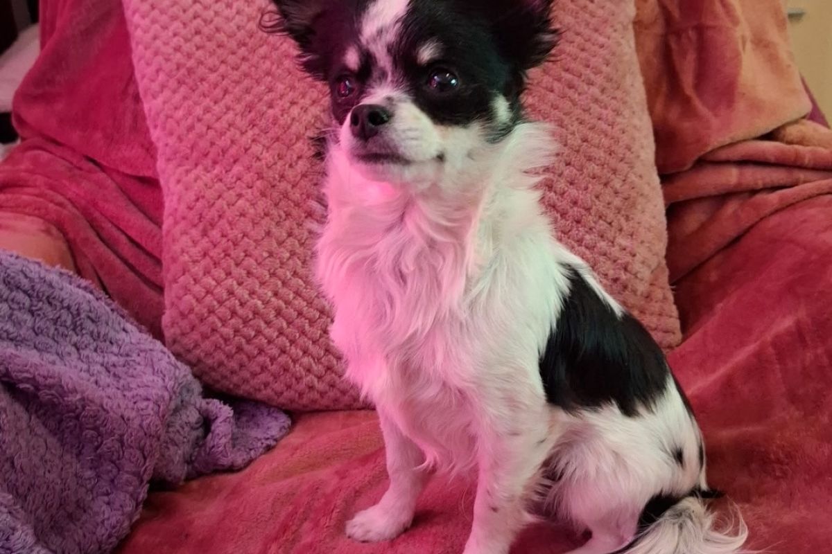 Chiot chihuahua 