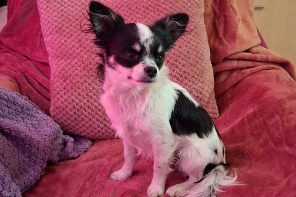 Photo 2 Chiot chihuahua 